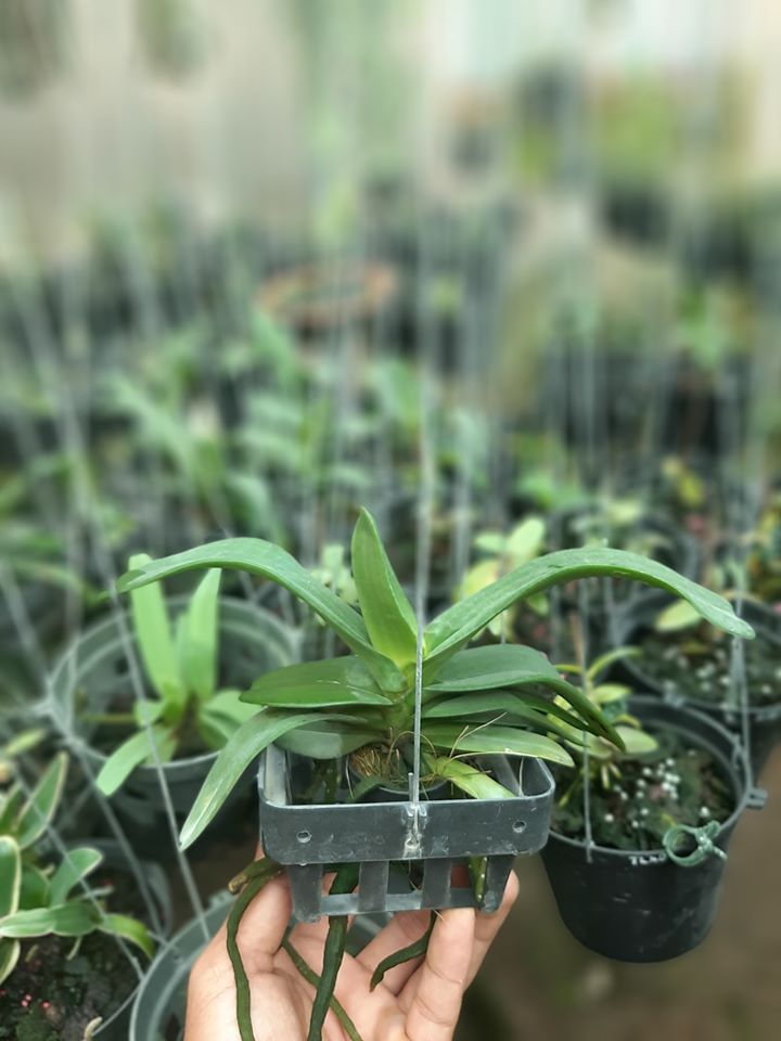 lan ngọc điểm màu cam cây lớn