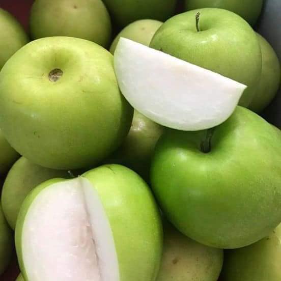 cây giống táo thái