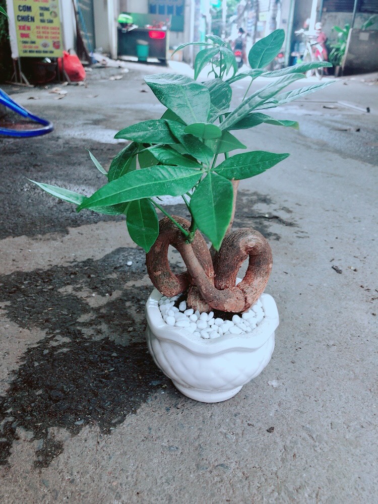 Cây kim ngân tim kim ngân nơ