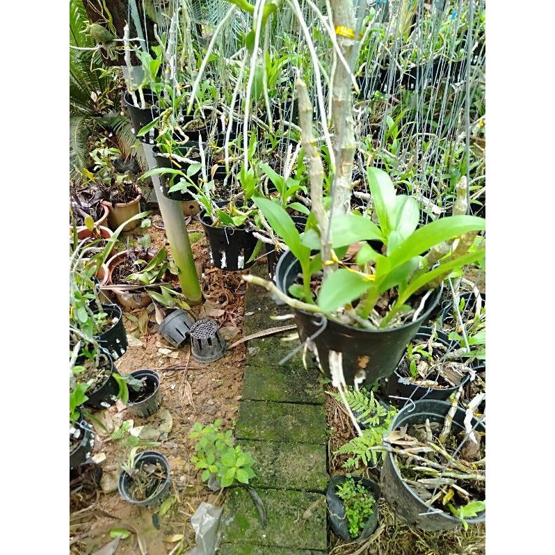 hoa phong lan trầm tím rừng chậu phi 12
