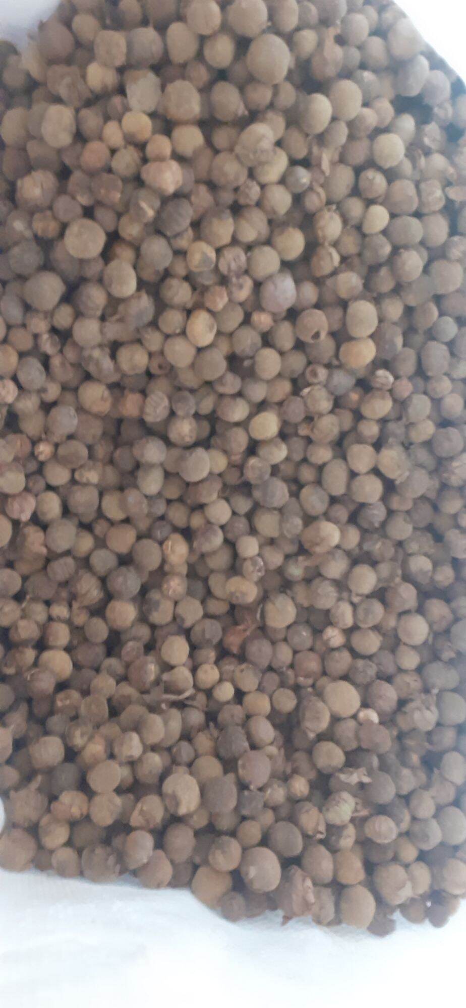 500gram hạt tếch (giá tỵ) giống