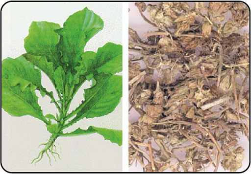 Cây Cải Trời khô 1kg GT077