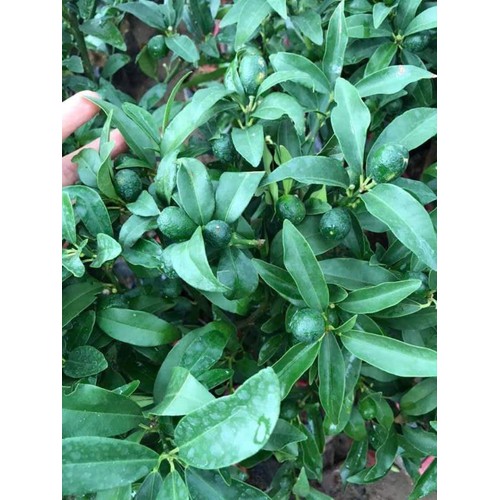 CÂY GIỐNG QUẤT NGỌT