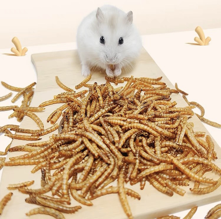 sâu Super worm size trung dành cho hamster , chim, nhím,.. - T3 PETS SHOP
