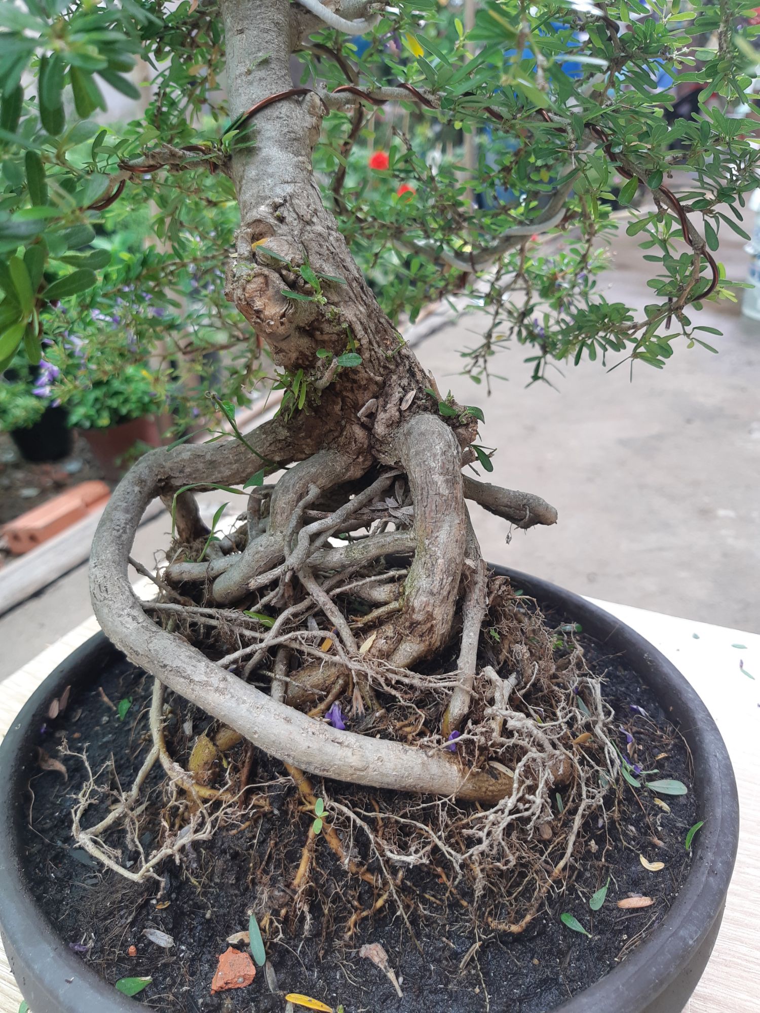 linh sam bonsai gốc quái