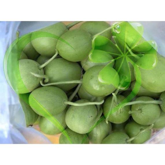 Hạt giống dưa hấu nụ, dưa canh - gói 5 gram