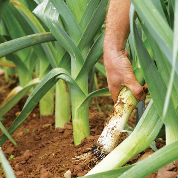 [HCM]1g Hạt Giống Hành Baro/ Tỏi Tây Năng Suất Thơm Ngon