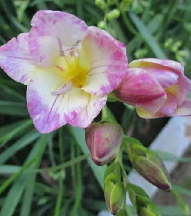 Củ giống hoa lan nam phi hoa màu trắng hồng - 1 củ
