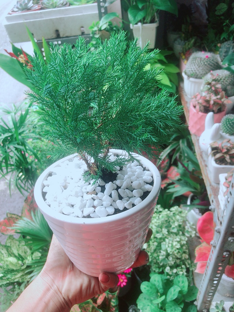 Chậu Tùng Bồng Lai