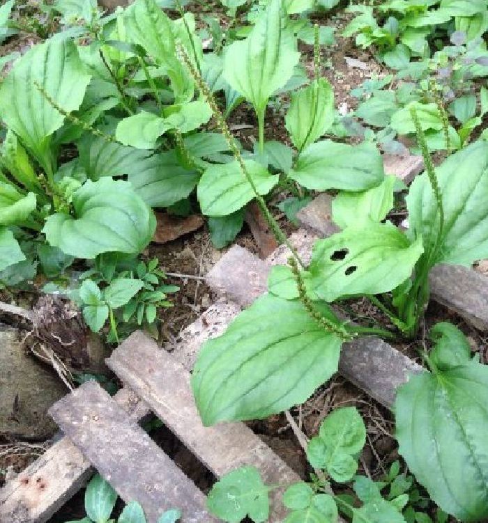 Combo of 3 Packs of Ma Di Seeds (Ma Di Xa Money Tree Seeds)