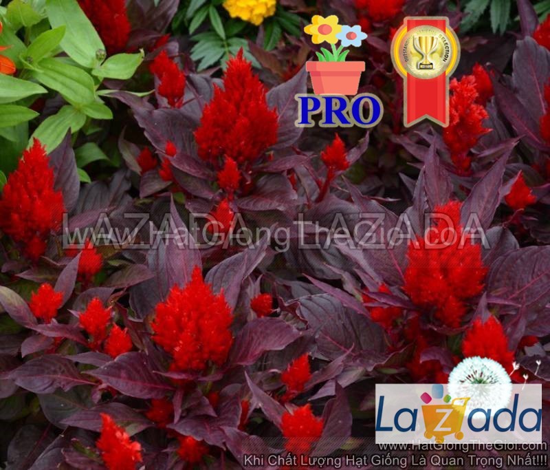 100h Hạt Giống Hoa Mào Gà Lửa Smart Look Gân Đỏ (| -KD: B36*X65*M006)