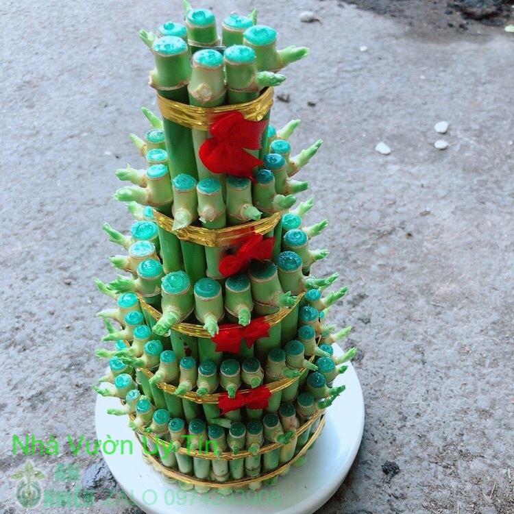 Chậu trúc phát tài size lớn