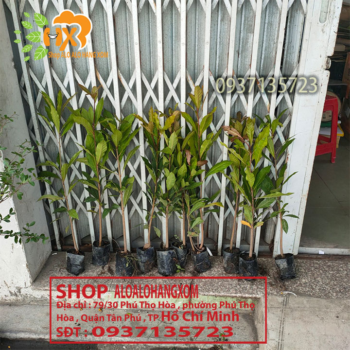 combo 5 cây lộc vừng màu đỏ --cây giống