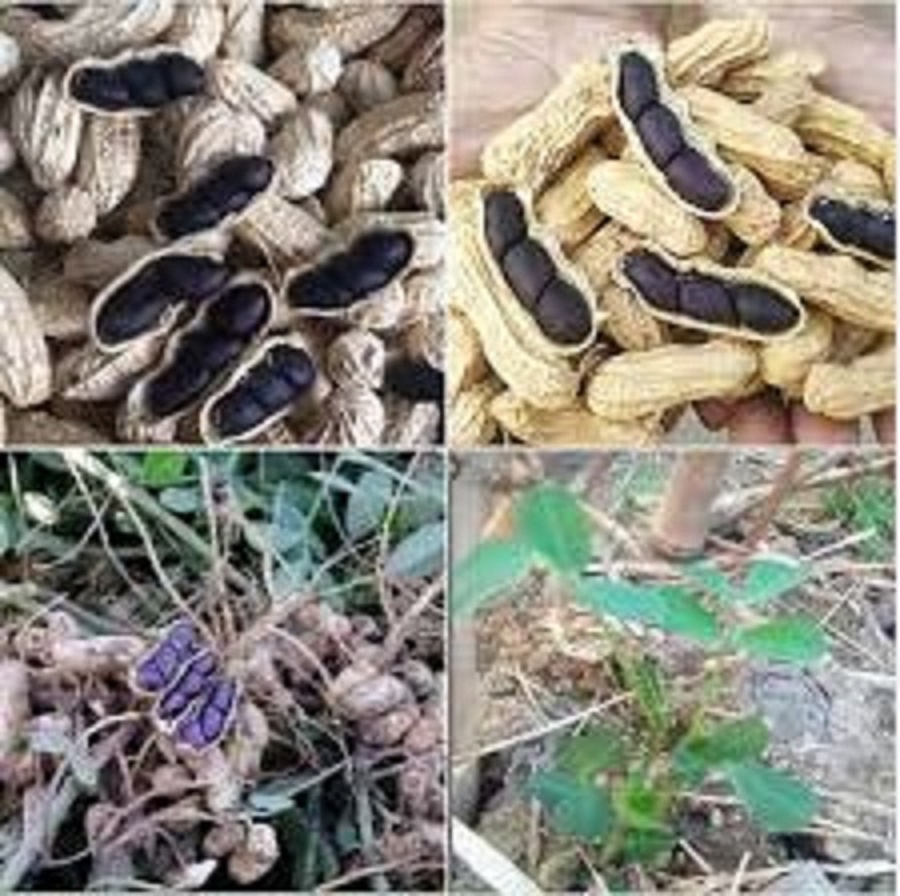 Hạt giống đậu phộng đen,lạc đen -gói 15 gram(tặng kèm phân bón)