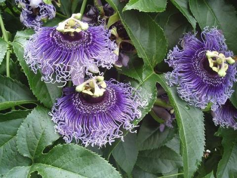 CHẬU HOA LEO Sao Biển