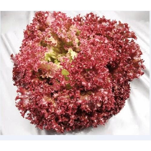 Hạt giống xà lách xoăn tím - 1 gói 0,2gram