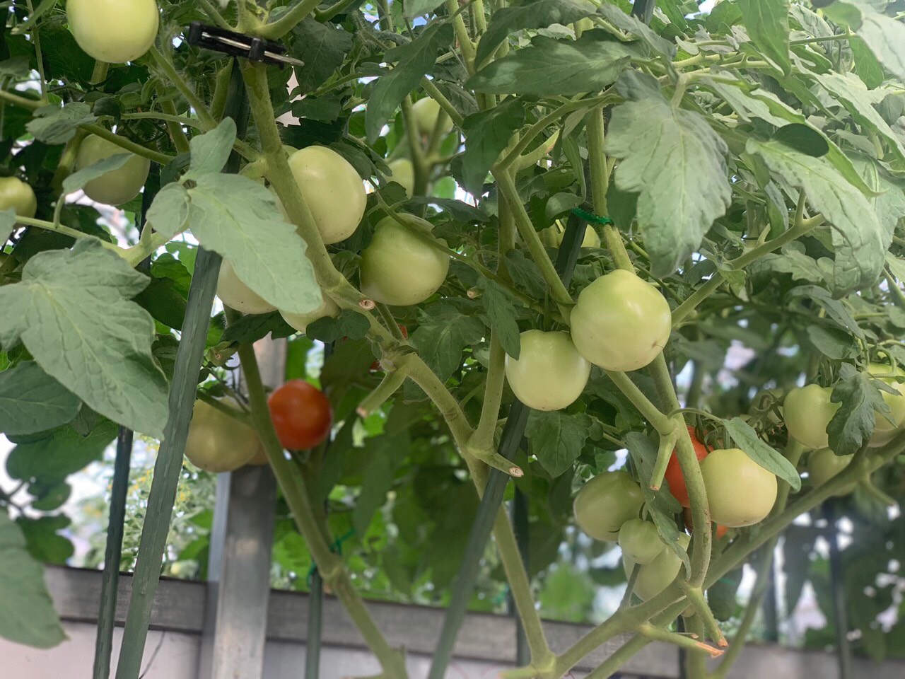 Phân bón Đạm Cá Hồi Can 5 lít