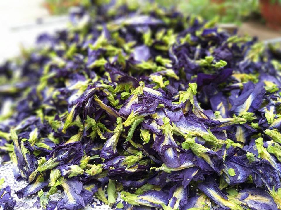 200gr TRÀ HOA ĐẬU BIẾC SẤY KHÔ/ HOA ĐẬU BIẾC SẤY KHÔ