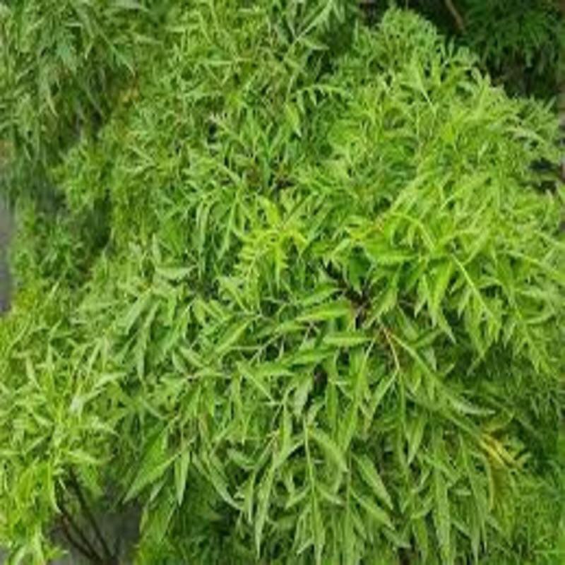 COMBO 2 CÂY ĐINH LĂNG LÁ NHỎ