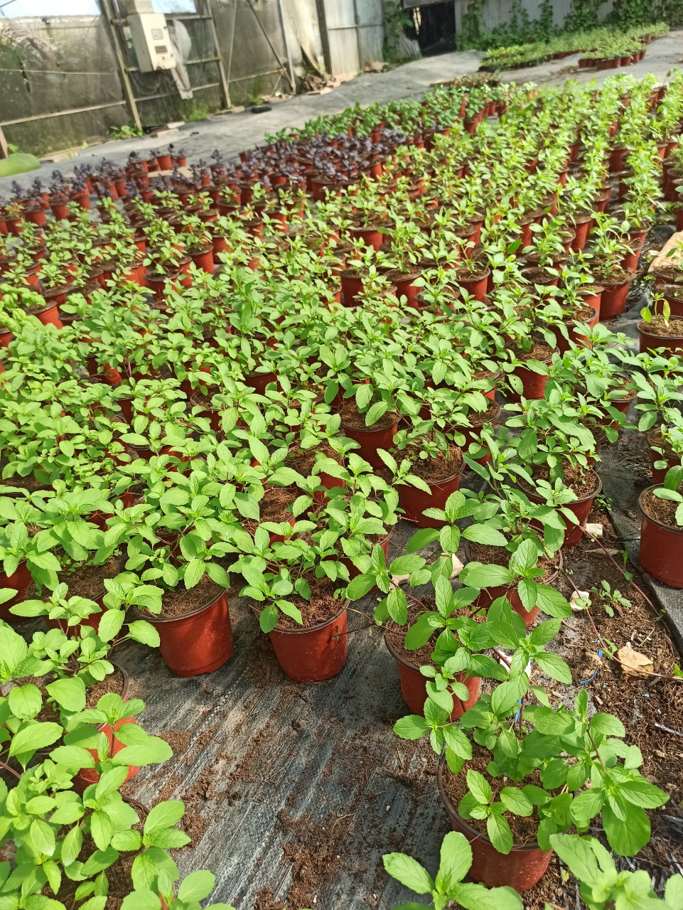 bạc hà pepermint