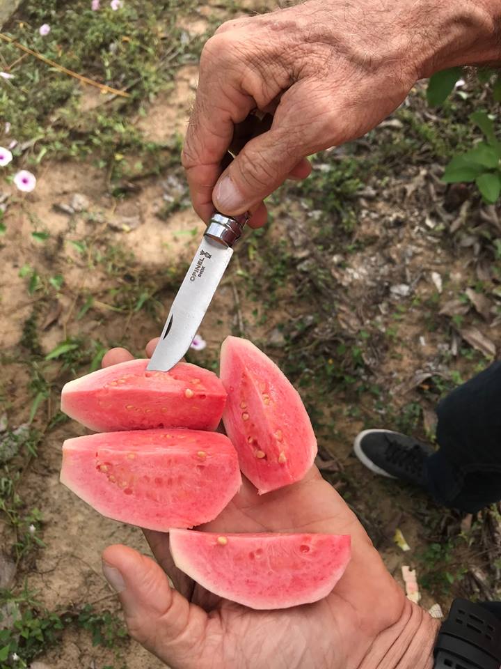 Mứt trái cây mứt Ổi Le Fruit (225g)