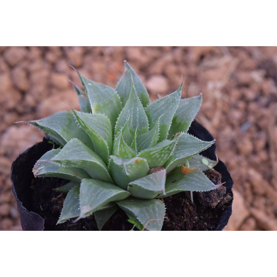 Sen Đá Haworthia Guốc Sao Gai
