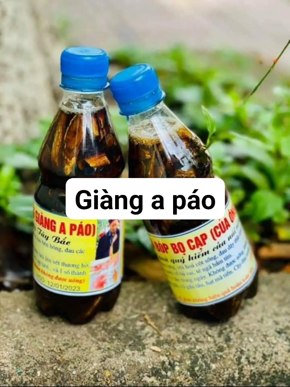 Rượu xoa bóp bọ cạp ông Giàng A Páo