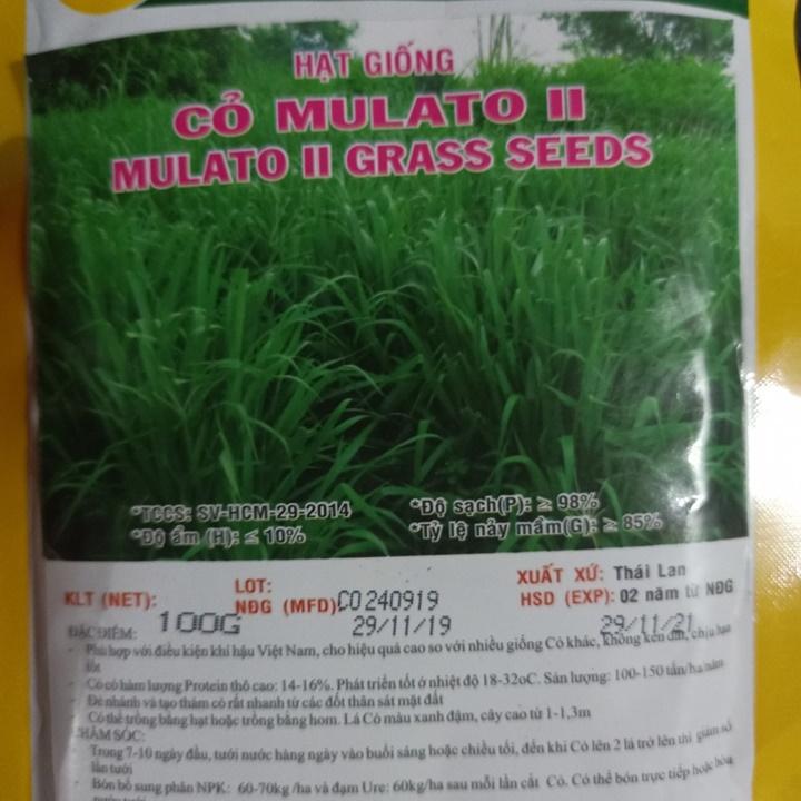 Hạt giống cỏ chịu lạnh Mulato 2 gói 100gr