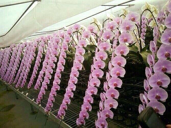 cây giống hồ điệp hoa đại 50k