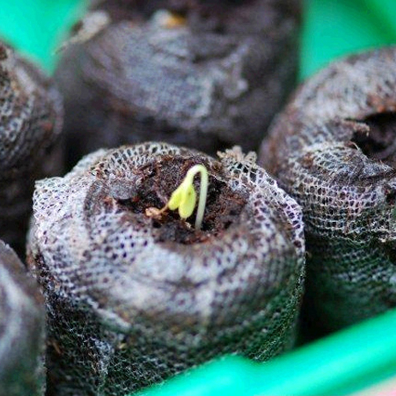 20 VIÊN NÉN ƯƠM HẠT