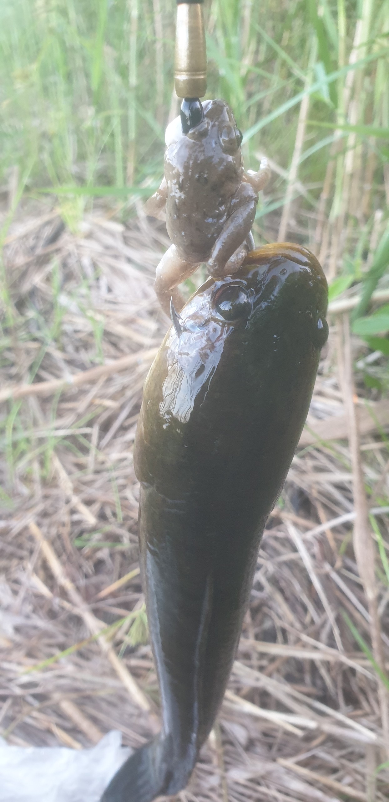 luoi cau ca lóc