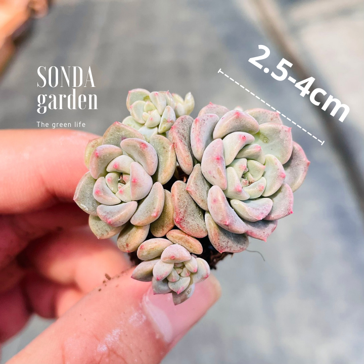 SEN ĐÁ DIỆP HÀ SIZE MINI KHỎE ĐẸP LỖI 1 ĐỔI 1