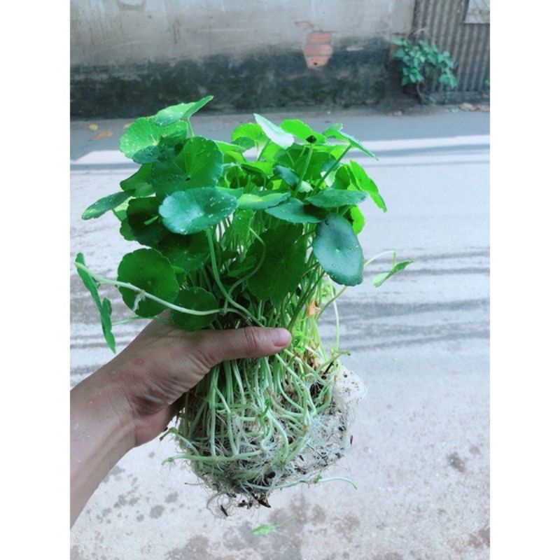 Cây Cỏ đồng tiền trồng thủy sinh (cụm 20 cây)