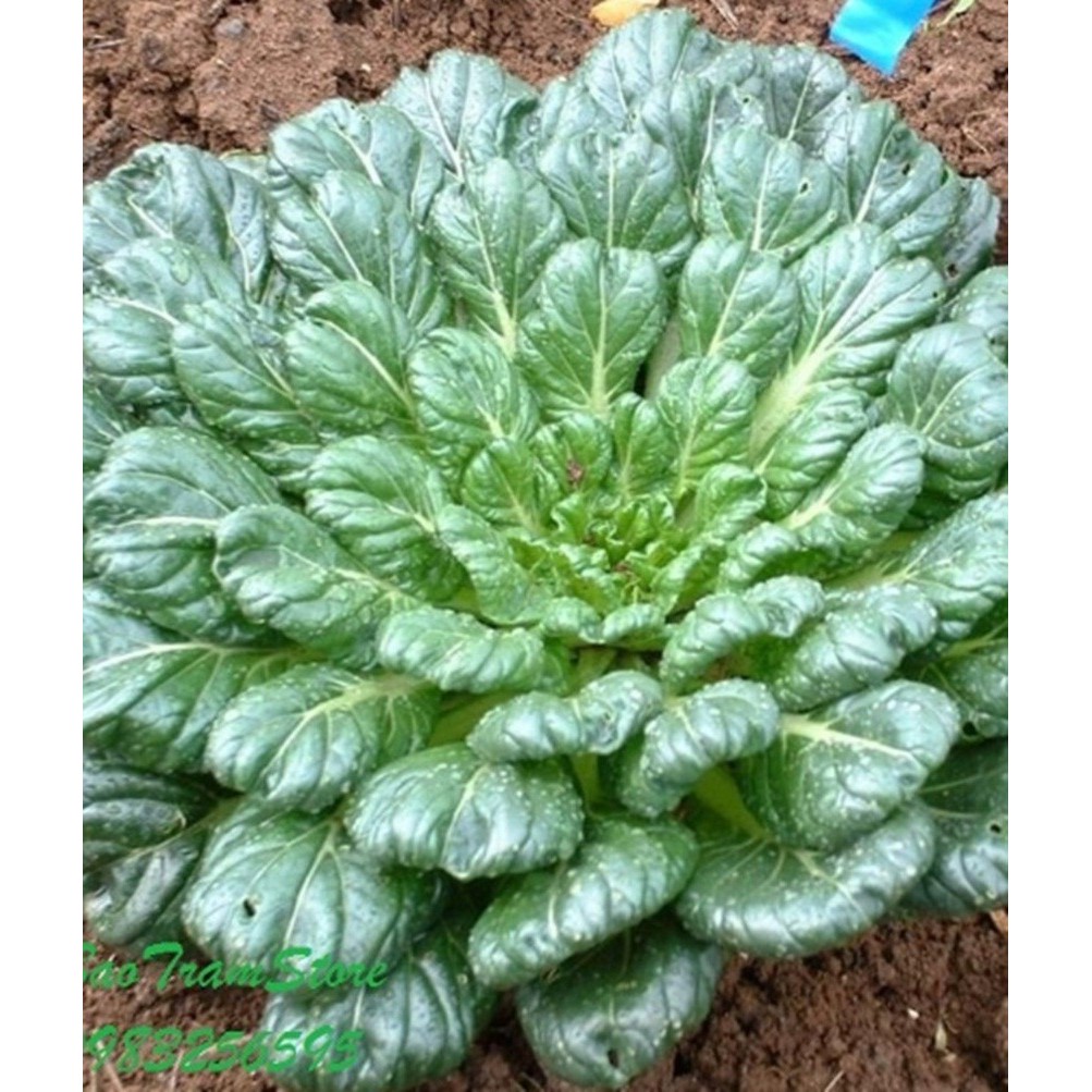 Hạt giống cải hoa hồng - gói 2 gram