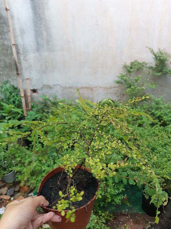cây sơn liễu giống