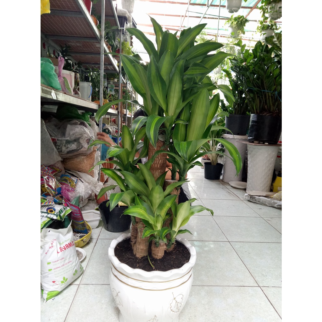 Cây thiết mộc lan ( cây siêu đẹp)(cam kết giống chuẩn có bảo hành)
