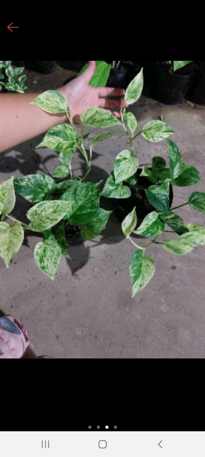 trầu bà sữa