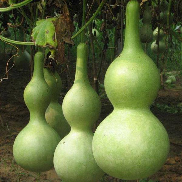 Bottle Gourd seeds