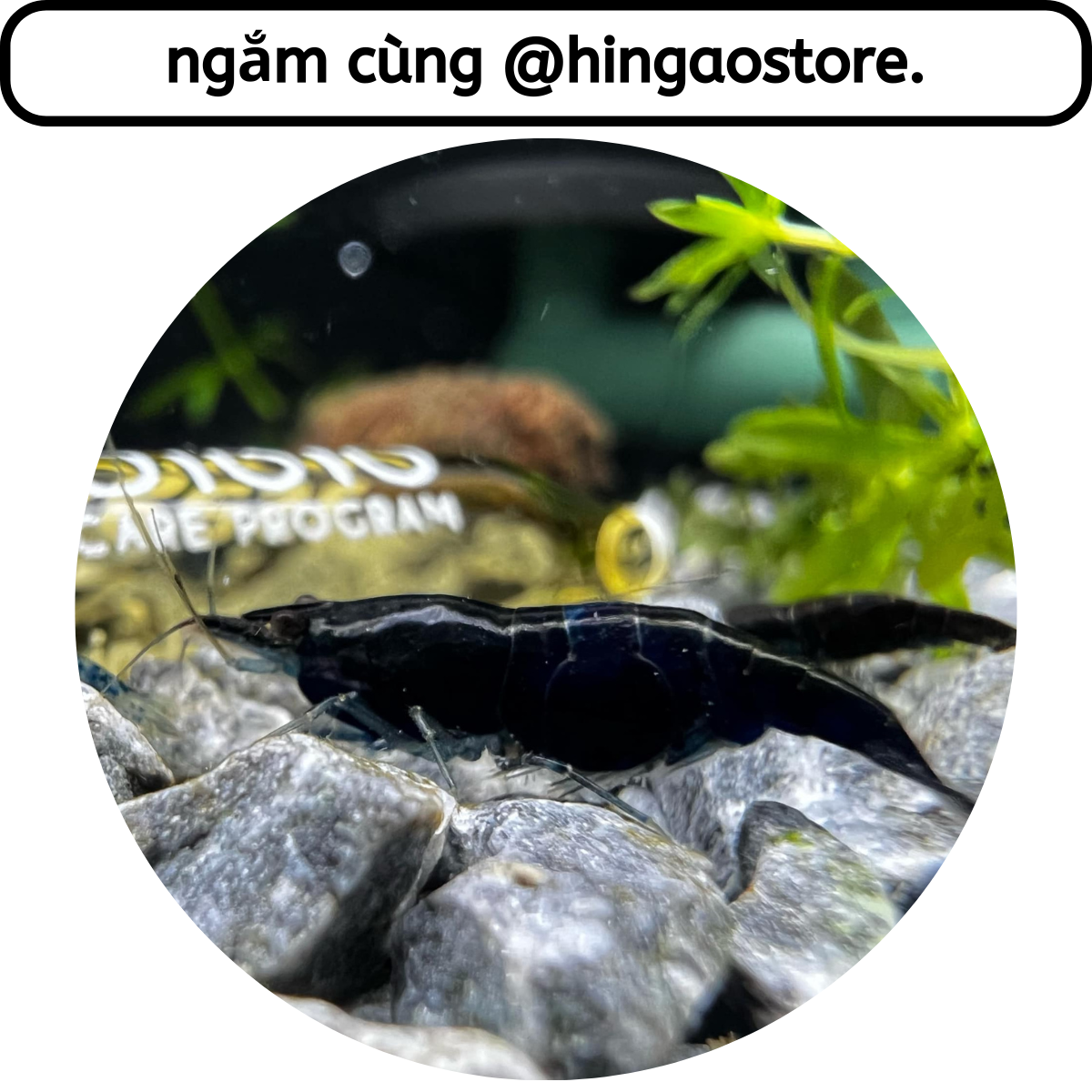 Cám cá Koi Mini Omega 20G - Thức ăn cá Koi mini | Hingaostore.