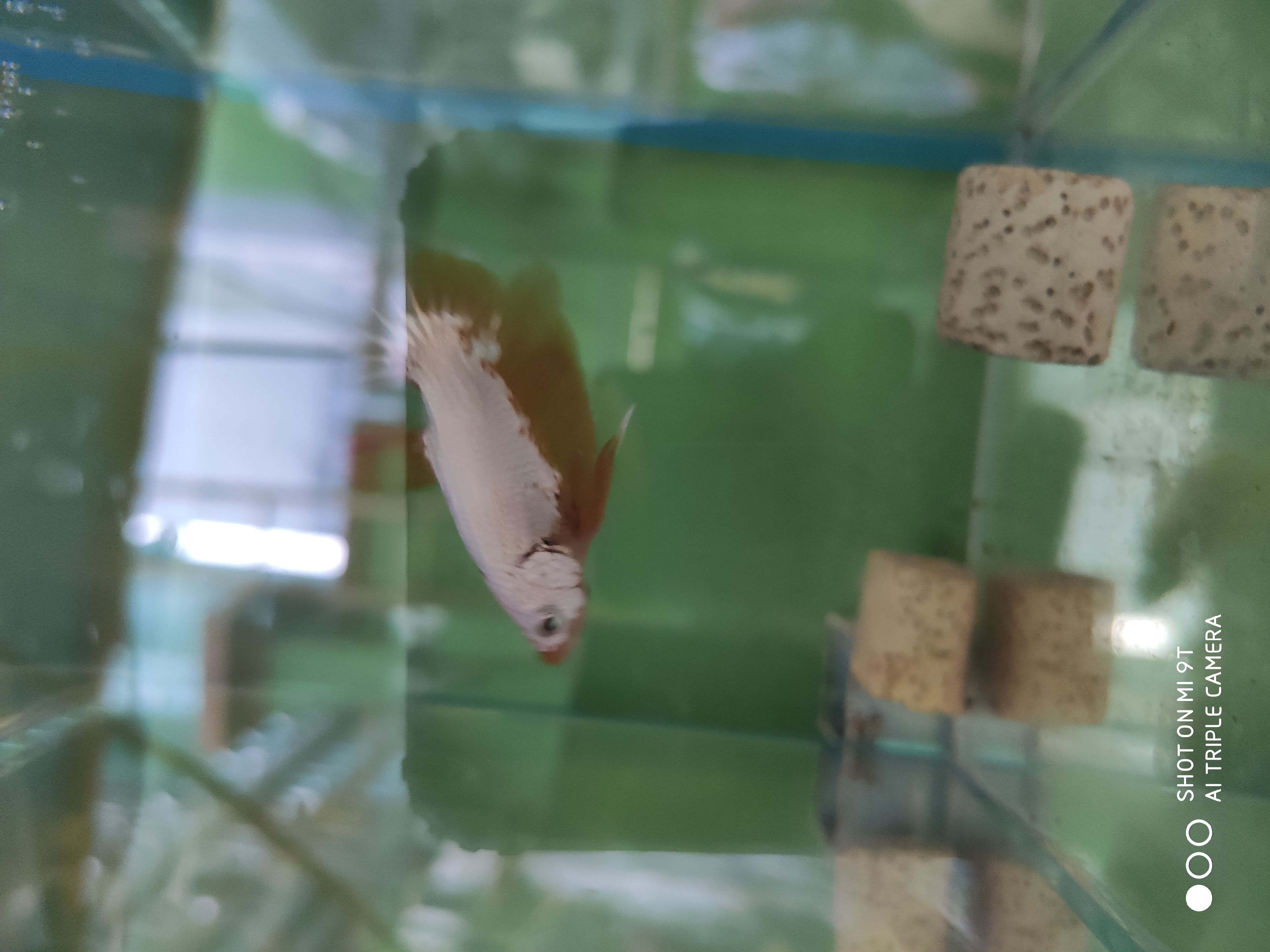 [100g] Cám Micro80 chuyên dùng cho cá Guppy, Betta