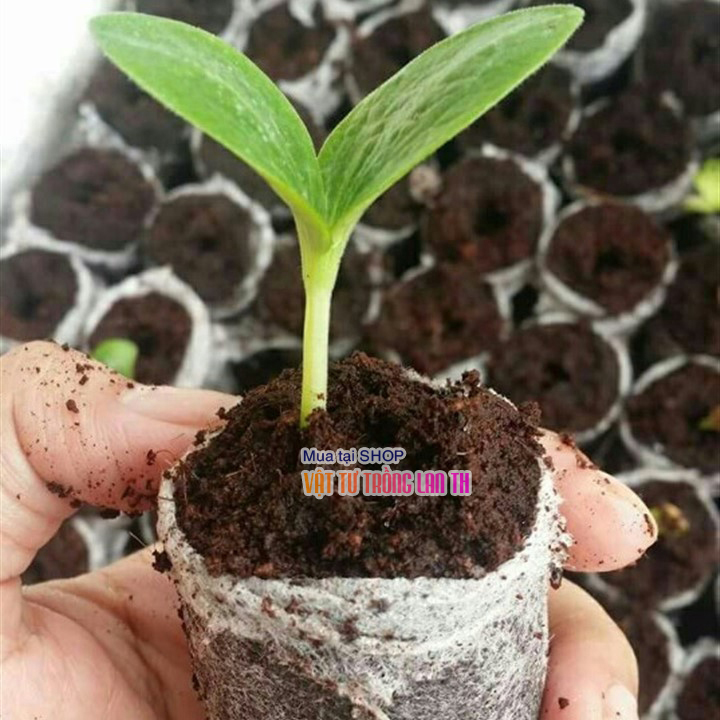 20 viên nén ươm hạt xơ dừa