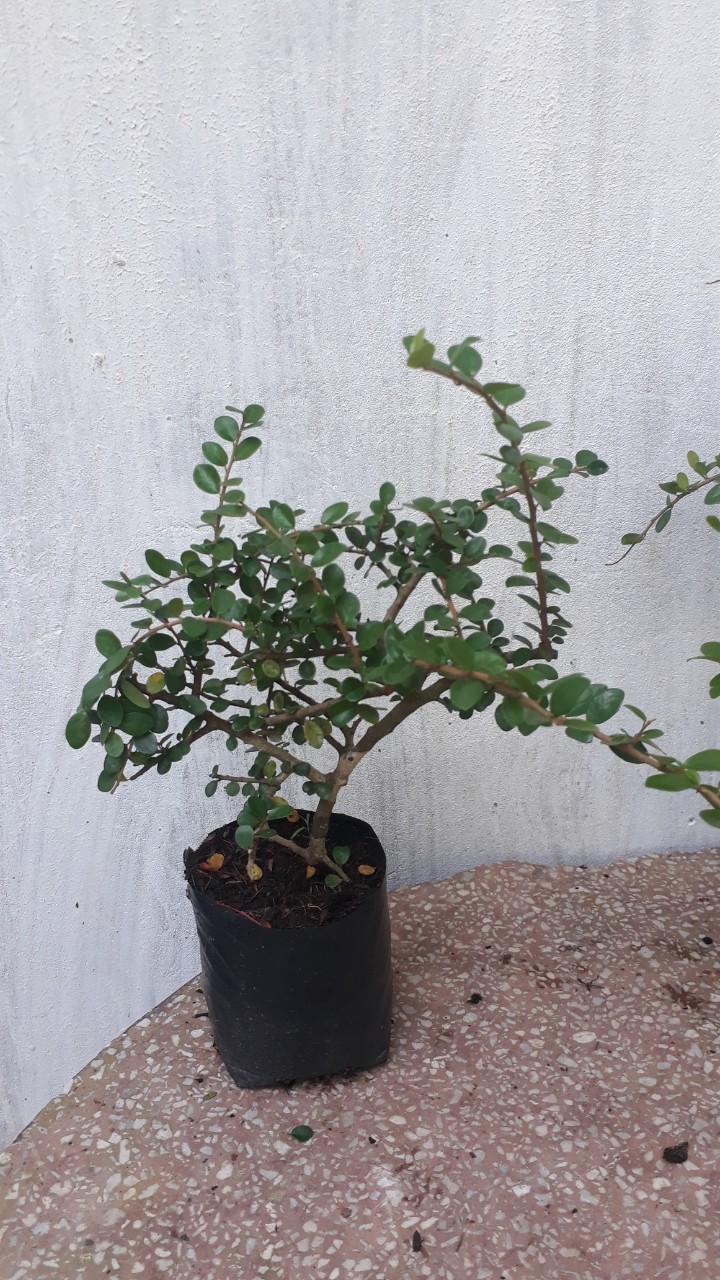 Cây Sam Núi Trái Mini