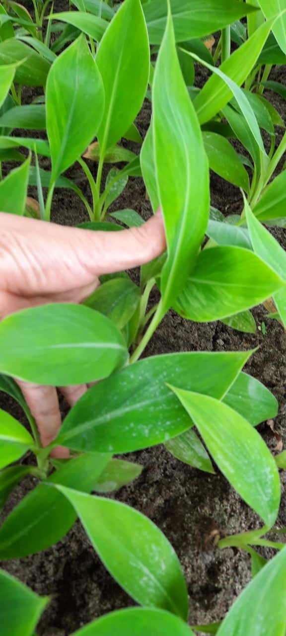 CÂY GIỐNG CHUỐI TIÊU HỒNG