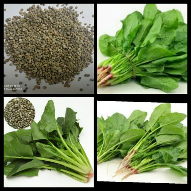 Hạt giống rau Cải Bó Xôi ( Rau chân Vịt ) - 20gram.gói