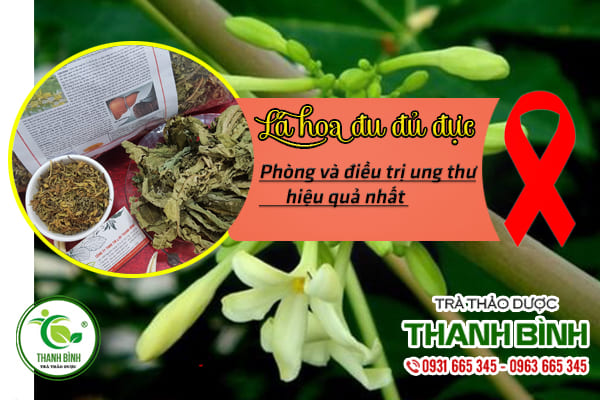 Lá Đu Đủ Đực 1KG Khô - Dược Liệu Thanh Bình