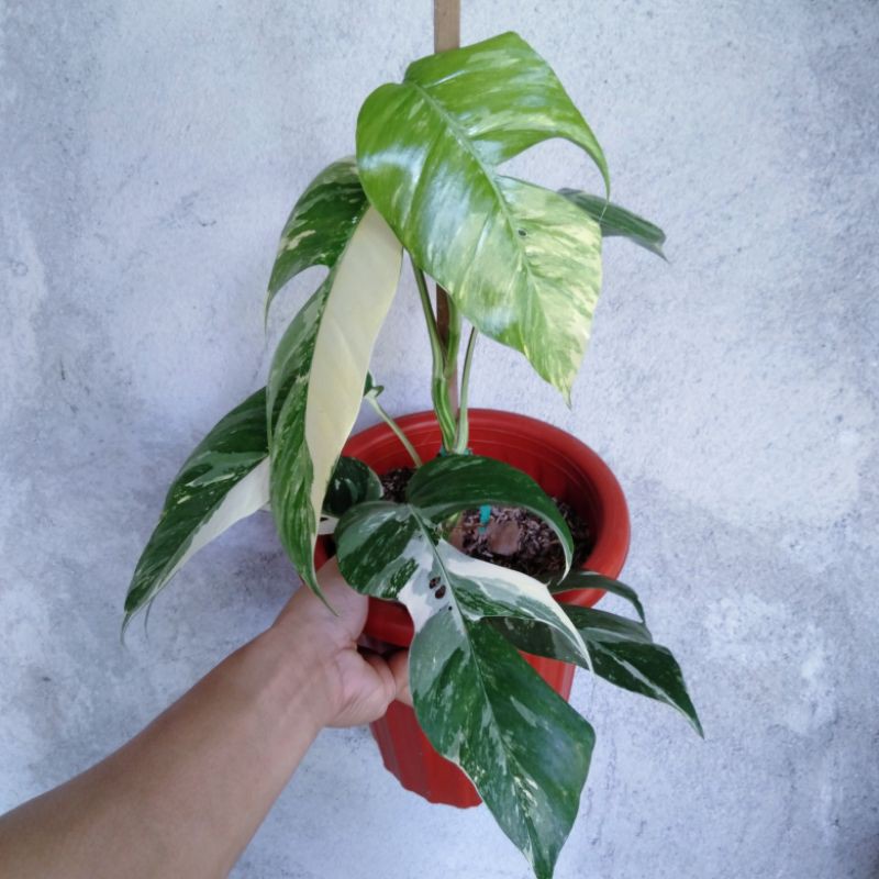 Trầu Bà Lá Xẻ Var (Pinnatum Albo)