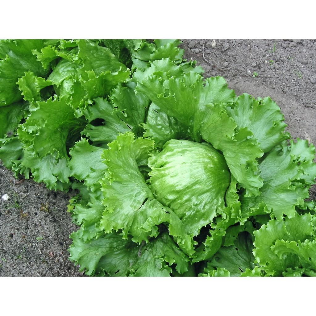 Hạt Giống Xà Lách Minetto Chịu Nhiệt Tốt, Giòn Ngon, Sớm Thu Hoạch