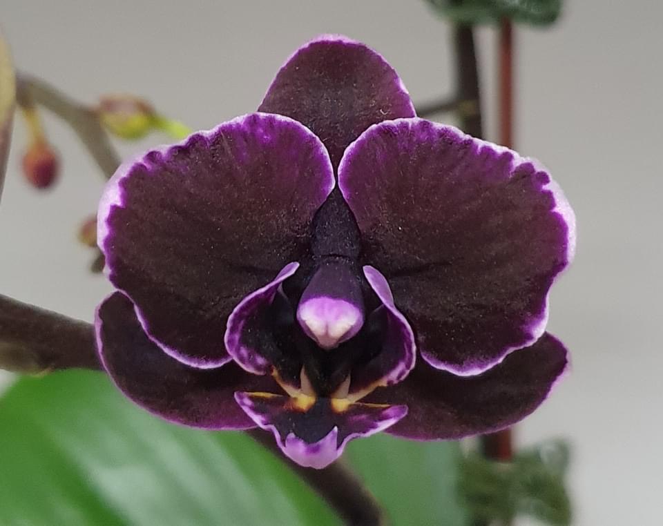 Hồ điệp cây trưởng thành sắp hoa