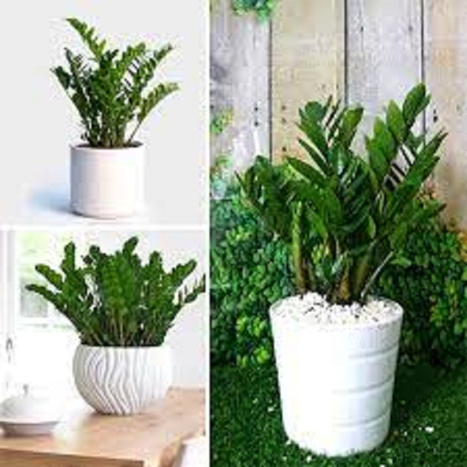 Cây kim tiền gửi đi nguyên chậu