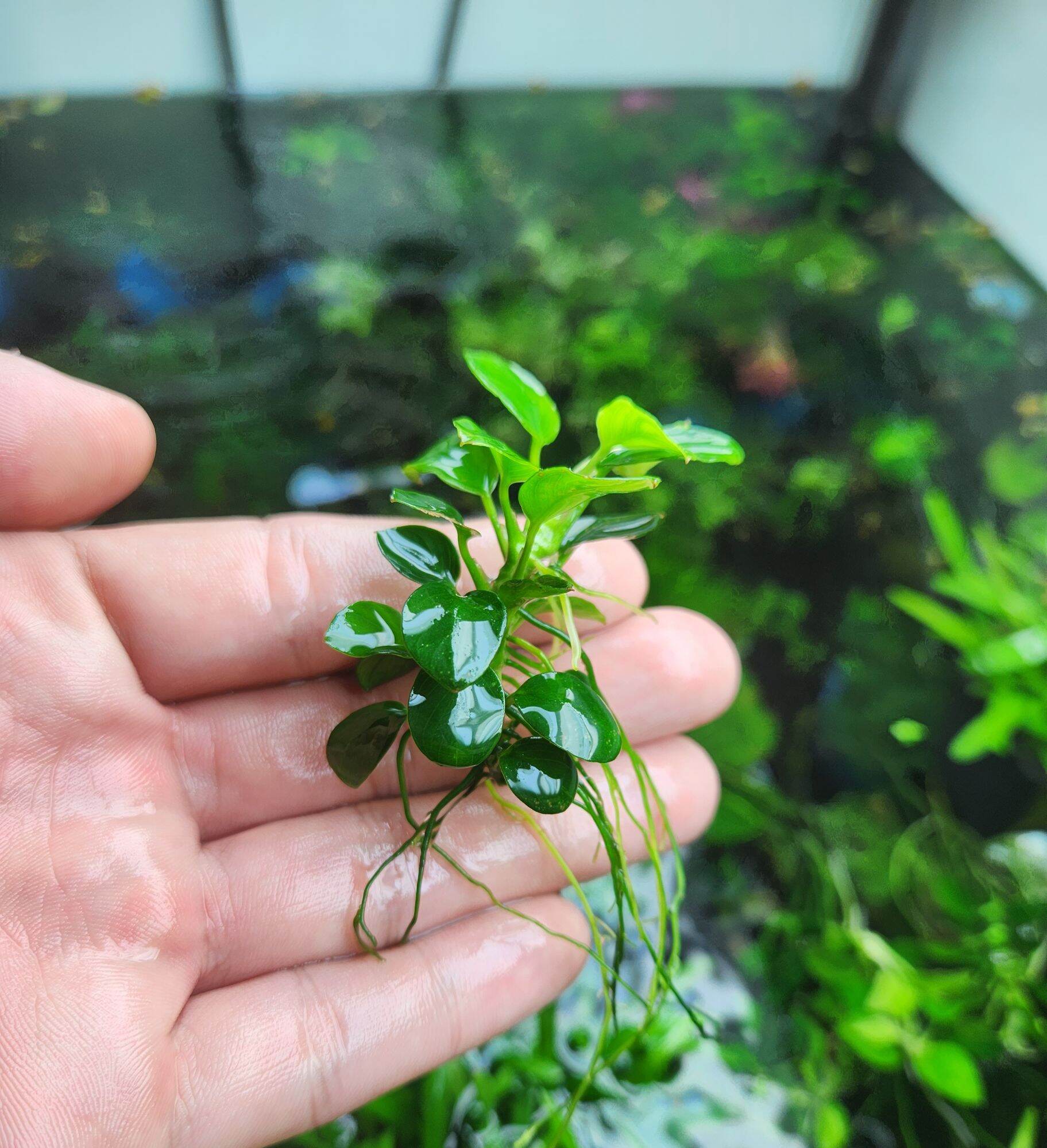 1 Ngọn Ráy nana pettit, Thái, Sing